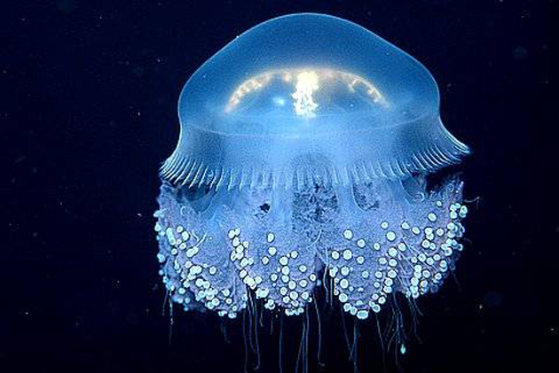 Cindy's Jellyfish