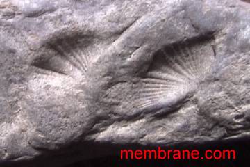 fossils